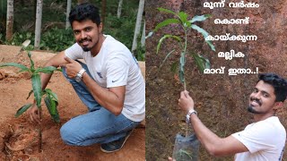 How to Plant Mallika MangoNeelam x Dasheri MangoMangiferaHow to plant Mallika Mango Malayalam [upl. by Abdella]