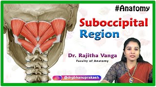 Anatomy of the suboccipital region  Suboccipital triangle Suboccipital muscles [upl. by Farrington]