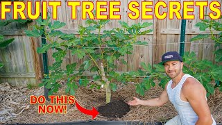 How to train a new fruit tree [upl. by Anitroc]