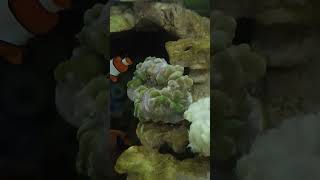 Flame pipefish part 3 aquarium fish dragonfish reels shorts fyp [upl. by Richelle]