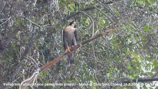 Peregrine Falcon Falco peregrinus ernesti  Male  Chiu S C DSCN2700 [upl. by Metzgar223]