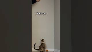 Athleticism training bengalcat cat shorts cutecat cats cattraining highjump jump catjumping [upl. by Ivetts]