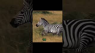 The lion catches the zebra and sees the power succeed shortvideo animals [upl. by Zumwalt43]