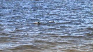 Lake St Helen Michigan Ducks [upl. by Amalberga523]