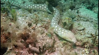 Sharptail Eel [upl. by Nanaj]