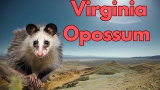 North Americas only marsupial The Virginia Opossum [upl. by Aun517]