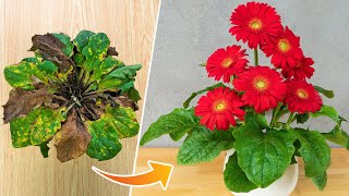 Tips to revive gerbera plants  How to grow and care for gerbera plants [upl. by Ennayllek272]