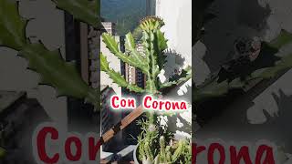 Mutación de la Planta Candelabro 😊🥰😊 coronación euphorbias [upl. by Maxy]