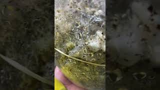 Hyphal knots Forming In A mushroom grow bag [upl. by Aicened49]