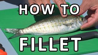 How to Fillet Scale amp Clean a Small Fish Tommy Ruff [upl. by Hiram]