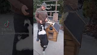 Kutyás vagy Macskás vagy kutyahazmegoldasok diy pets kutya macska kutyaház fűtöttkutyaház [upl. by Aryamo]