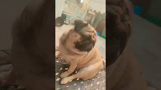 Cuteness overload🔥🐯🐅puglove puglife pugdogdoglover shortvideoshorts youtubeshortspuppy [upl. by Aneekal]