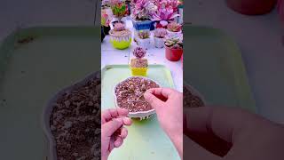 Replant succulents by leaves shortvideo plants indoorgardening garden houseplants nature [upl. by Horton]