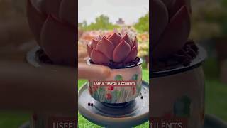 The Ultimate Guide to Succulent Care [upl. by Kinnie]