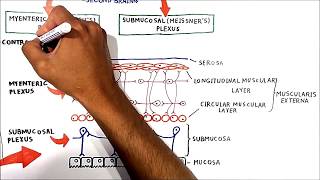 The enteric nervous system [upl. by Mellisa]