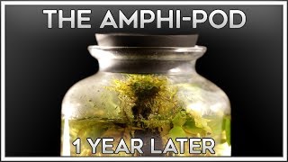 A Look Inside  The AmphiPod is 1 Year Old [upl. by Yatzeck]