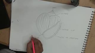 how to draw pila diagram [upl. by Atiraj913]