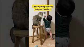 Cat 1 Boy 0 The Door Defense Meister cat animals boy funny entertainment [upl. by Asseralc]