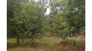 teak wood trees in Mango farm [upl. by Cl69]