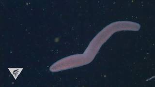 Pyrosomes are freefloating bioluminescent colonial tunicates [upl. by Nonarb]