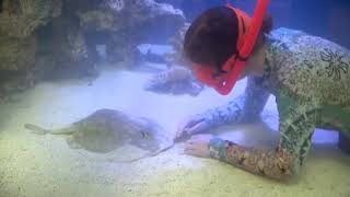 Charlotte the stingray possibly impregnated by shark about to give birth at NC aquarium [upl. by Emmett]