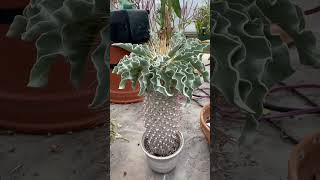 Pachypodium namaquanum  Elephant’s Trunk love succulent cactus [upl. by Larine]