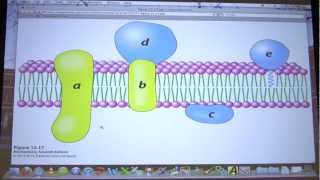 30 Biochemistry Lipids and Membranes Lecture for Kevin Aherns BB 451551 [upl. by Drhacir587]