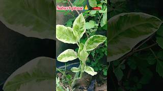 Garden Plants Vlog shorts flowers nature plants viralshort [upl. by Nels674]