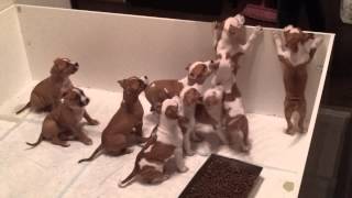 Amstaff puppies [upl. by Assirac187]