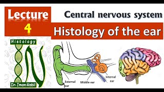 4Histology of EarCNS [upl. by Lubbi]