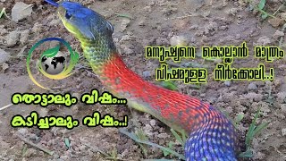 RedNecked Keelback Venomous amp Poisonous തൊട്ടാലും കടിച്ചാലും വിഷം [upl. by Rihsab385]