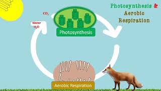 Simple Science Photosynthesis amp Cellular Respiration Explained [upl. by Latterll]