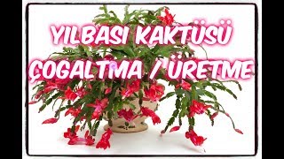 YILBAŞI KAKTÜSÜ ÇOĞALTMAÜRETME NASIL YAPILIR PÜF NOKTASI NEDİRHow to reproduce Christmas cactus [upl. by Ahseem]