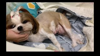 SHIH TZU GIVING BIRTH TO 2 PUPPIES FOR THE FIRST TIME  HOW TO HELP A DOG GIVE BIRTH [upl. by Donaghue424]