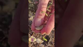 Pet Plant started CLAPPING so I filmed it science texasgardeners interesting flower [upl. by Assennej]