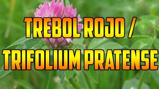 PARA QUE SIRVE🌿TREBOL ROJO 🌿BENEFICIOS🌿 TREBOL SILVESTRE 🌿 Trifolium pratense 🌿PROPIEDADES Y USOS [upl. by Ised358]