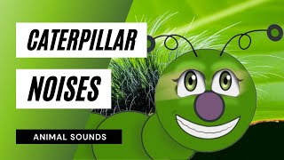 How 🐛Caterpillar Sounds  the animal sounds how caterpillar sounds  sound effect  animation [upl. by Aloin]