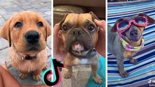 Awesome Dogs of TikTok  Cutest amp Funniest Puppies on TIK TOK  2020 [upl. by Goldina]