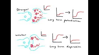 What do the PARTS of the Brain Do  Localisation of Function [upl. by Naivart774]