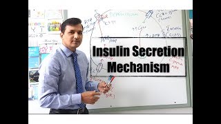 Insulin Secretion Mechanism [upl. by Philender152]