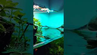 Aqua tank Bogura fish keeping ☘️🌿🐌 aquarium aquascape fishtank planted viralvideo trendingsh [upl. by Ahtis230]