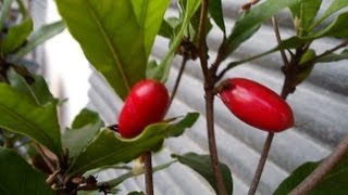 Miracle fruit Synsepalum Dulcificum  Tester [upl. by Cherian]