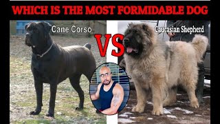 Cane Corso VS Caucasian Shepherd quotWho Will Winquot [upl. by Haakon]