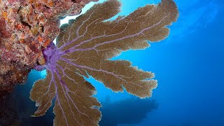 Facts The Sea Fan [upl. by Torruella]