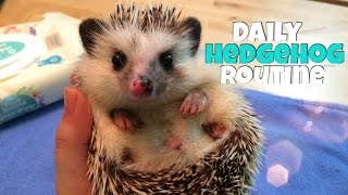 Hedgehog Care Daily Hedgehog Routine [upl. by Marcela954]