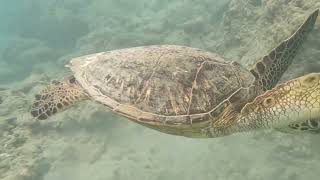 Hanauma Bay Dive Tours guided snorkel tour on May 3 2024 [upl. by Doloritas]