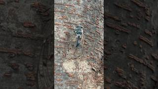 Cicada Song cicada nature explorepage explore wildlife cicadas insects curiosity shorts [upl. by Nottage]