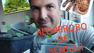 COMO GERMINAR UN ALGARROBO El árbol chocolate [upl. by Nyladnarb]