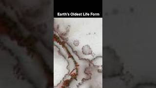 Microfossils found in Canada are believed to be 3 7 billion years old [upl. by Sylram937]