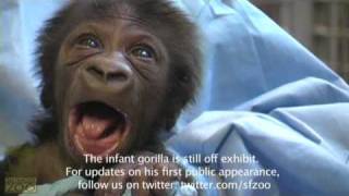 Its a Gorilla Baby Gorilla Update [upl. by Enila]